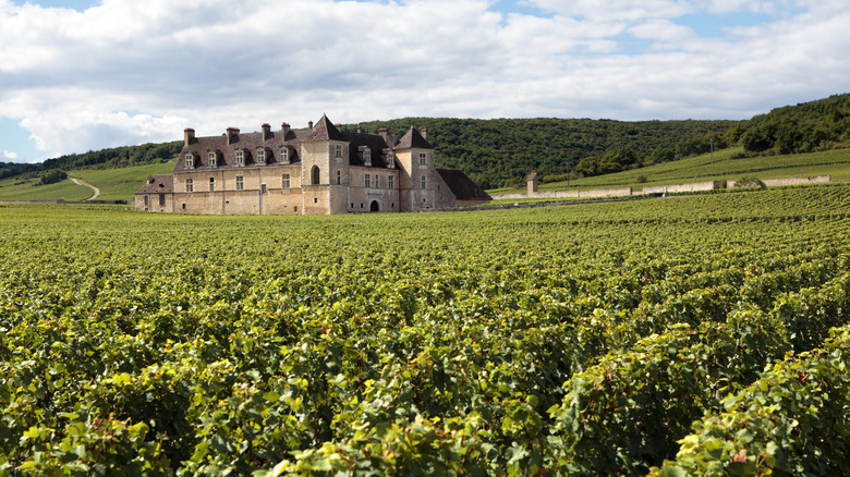 Burgundy vineyard and winery