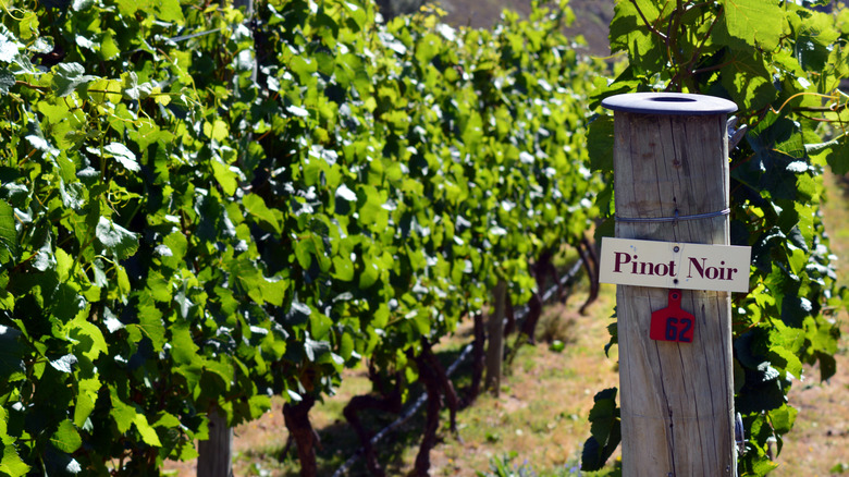 pinot noir vineyard row