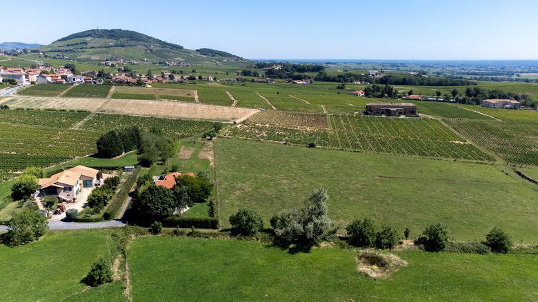 Brouilly vineyards in Beaujolais