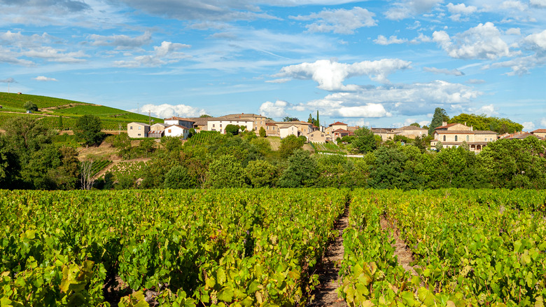 Morgon village and vineyards