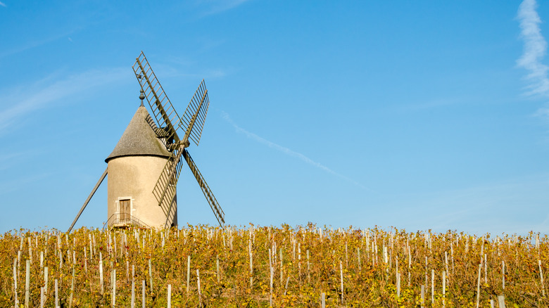  Moulin-à-Vent vineyard