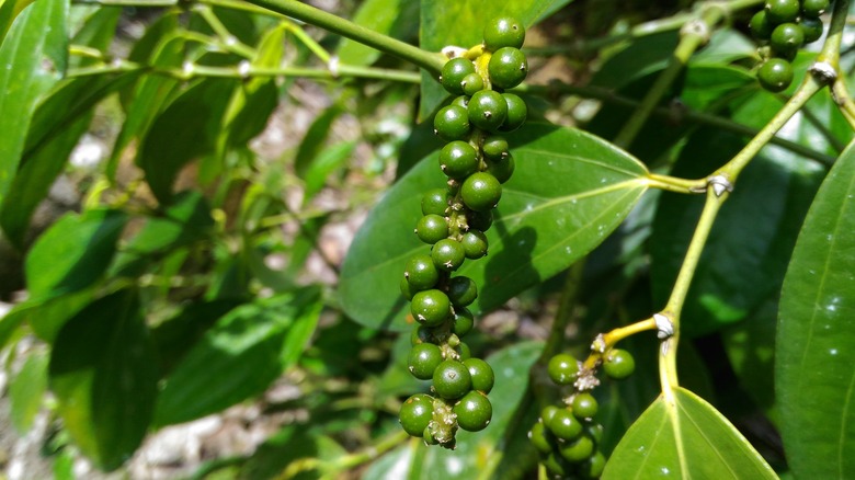 green peppercorns on vine