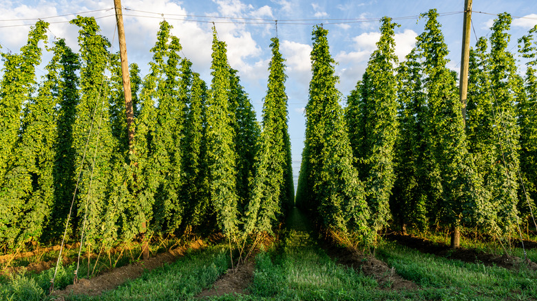 field of beer hops 