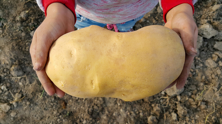 person holding large potato