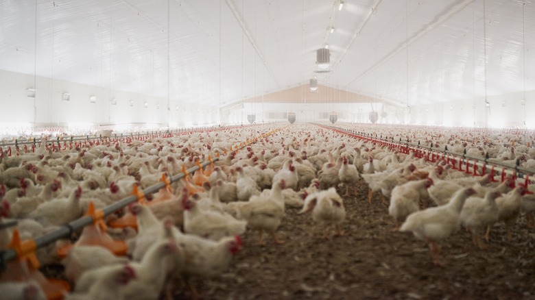 indoor chickens in warehouse