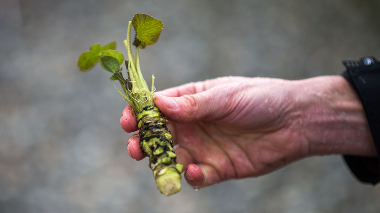 canadian wasabi