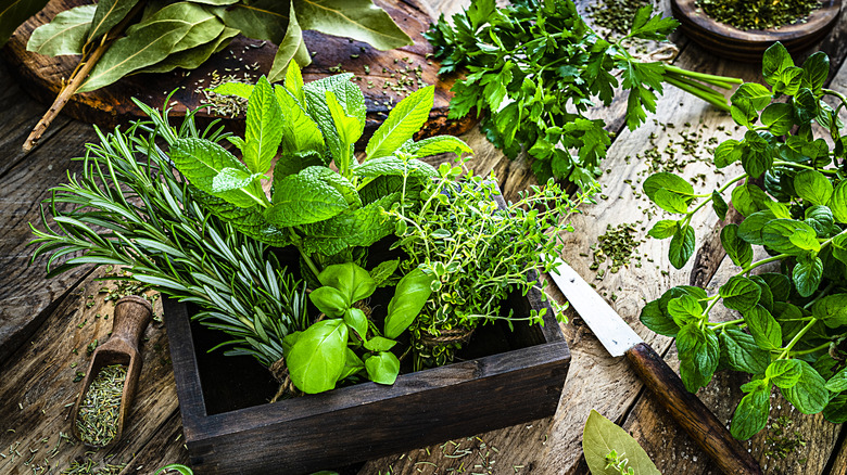 assortment of fresh green herbs