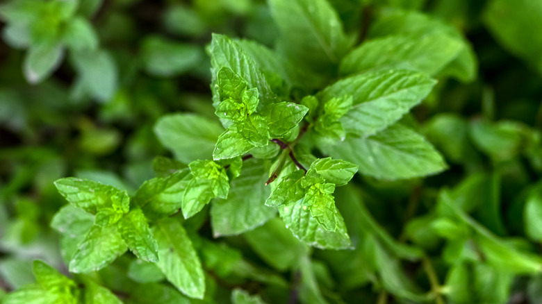 Closeup of mint leaves