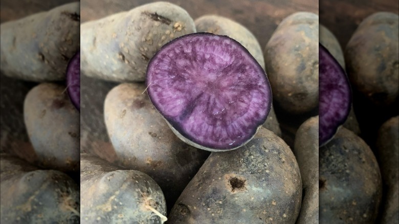 Adirondack blue potato inside