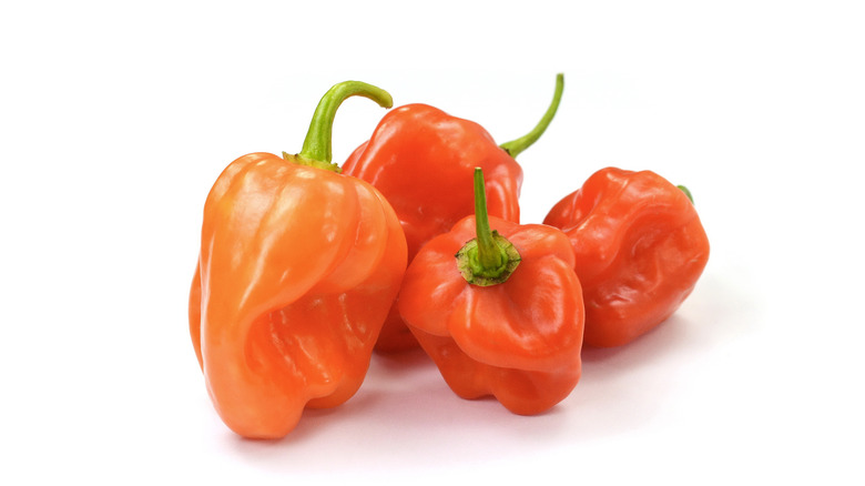 spicy habanero peppers