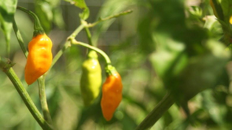 aji amarillo pepper plant