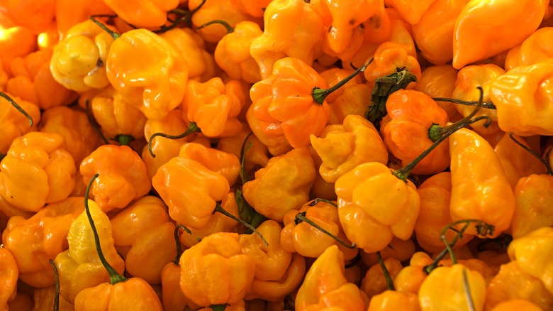orange scotch bonnet chili peppers