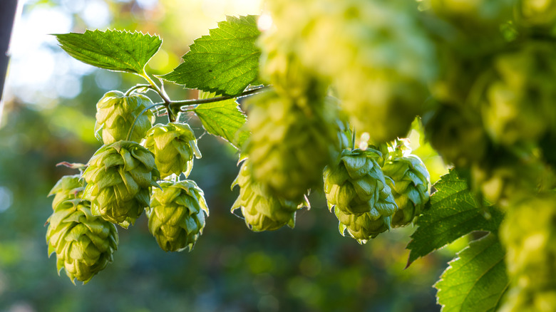 fresh hops plant