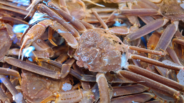 snow crabs in the water