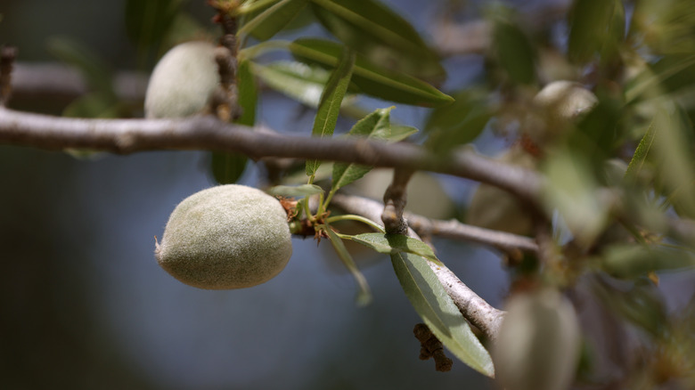 Almonds growing on tree