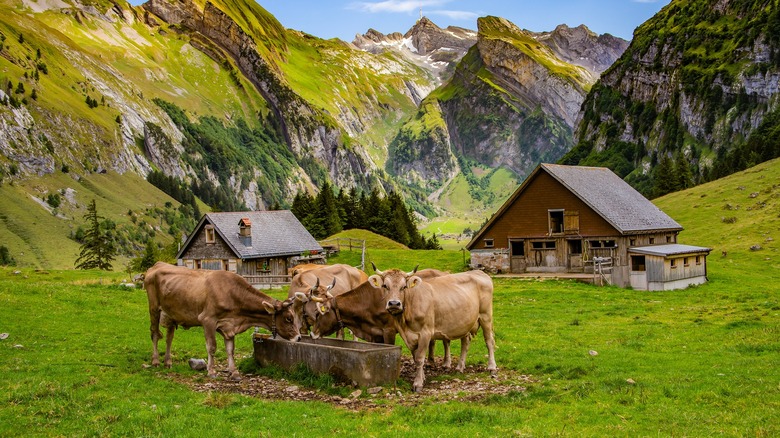 Cows grazing in the mountains