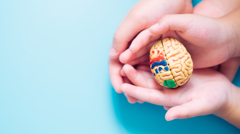 Hands holding brain model