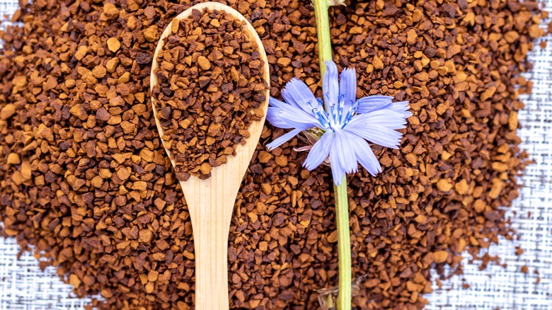 Ground chicory root with wooden spoon and chicory flower