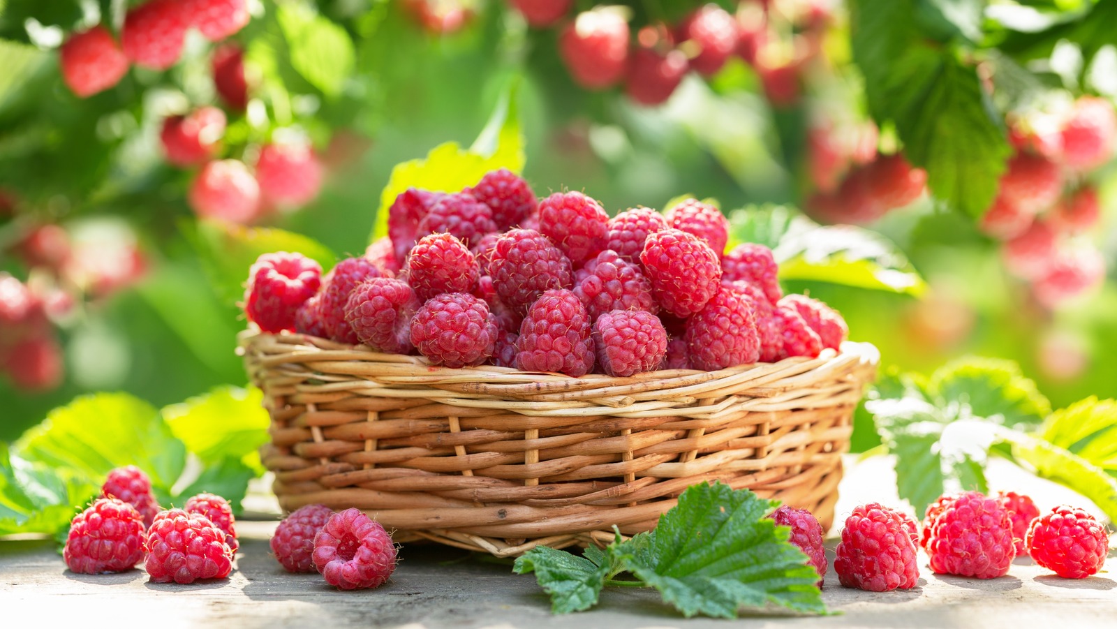 Always Pick Berries Using A Basket Instead Of A Bag