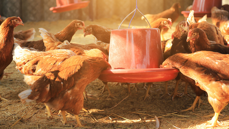 Hens feeding in facility