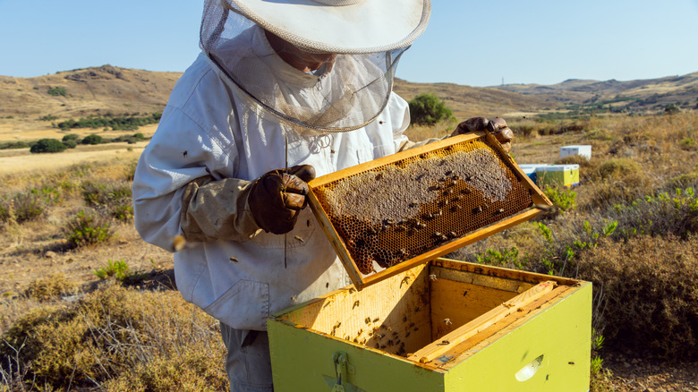 Greek beekeeper working in field