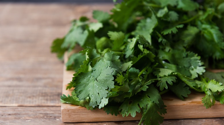 Fresh cilantro on a wooden board