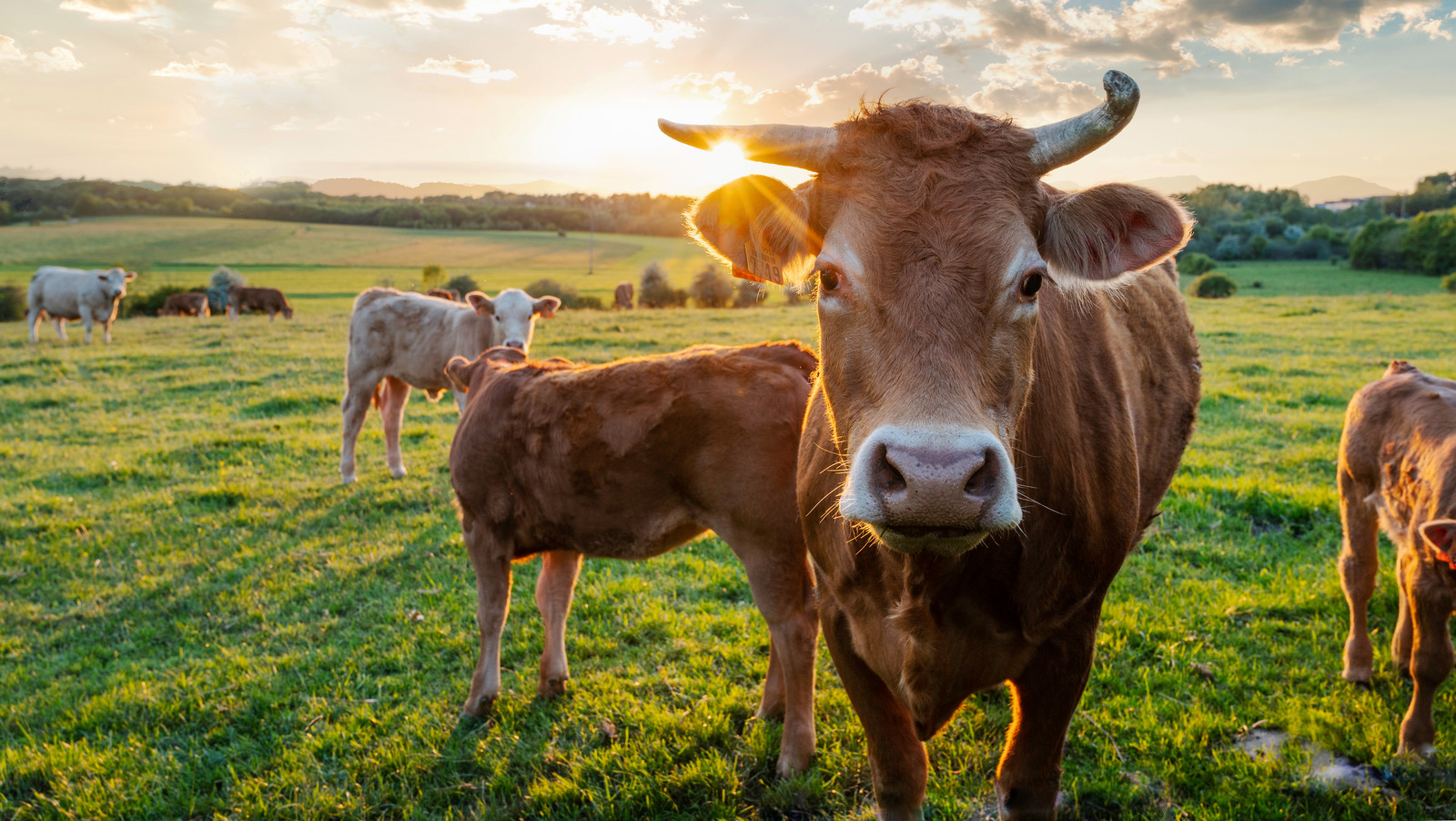 Amid US Heatwaves, Meat Companies Are Forced To Waste Dead Cattle