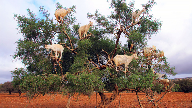 goats climbing an Argan tree 