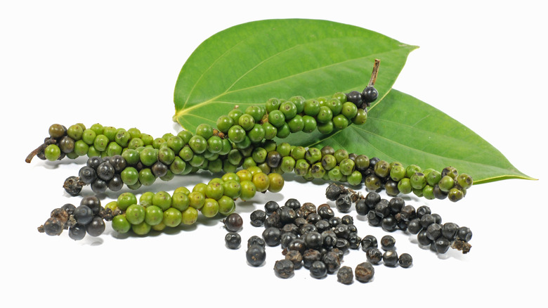 pepper berries on stem with leaves