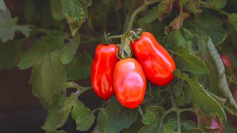 San Marzano tomatoes growing on a vine