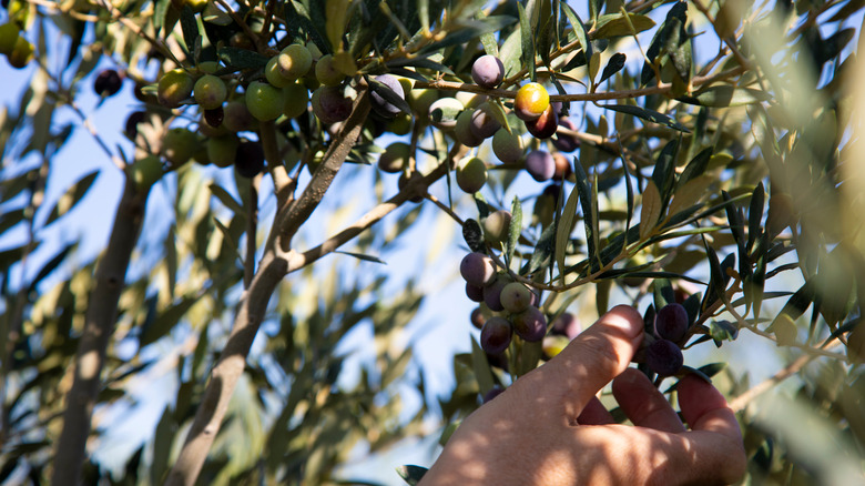 Arbequina olive tree