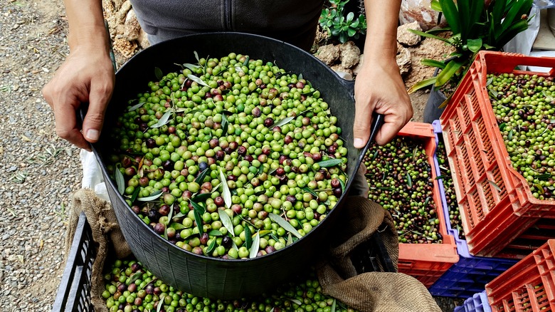 Basket full of Arbequina olives