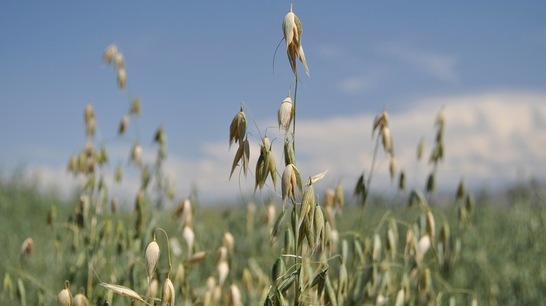 Oat fields