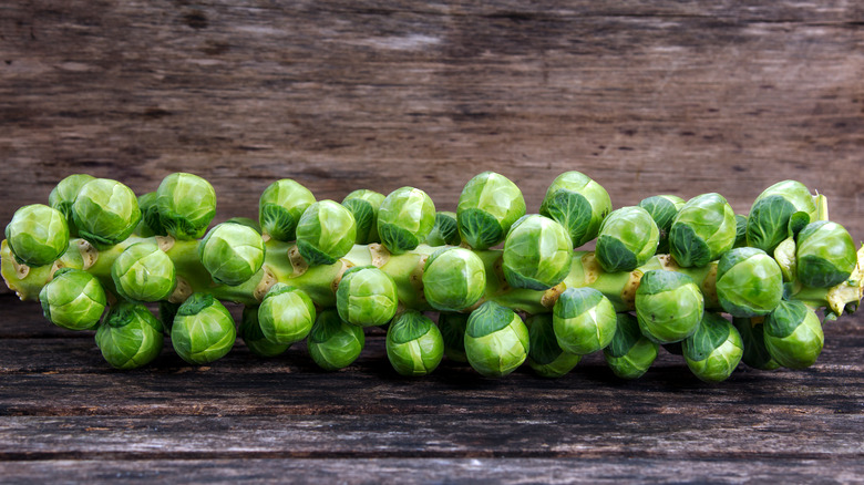 Brussels sprouts stalk