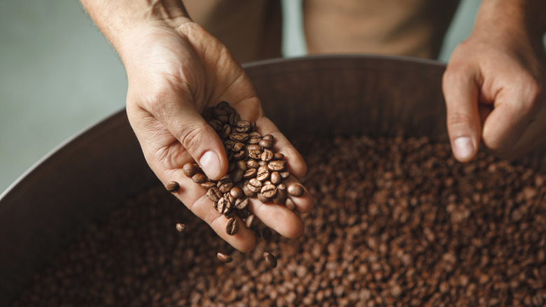 Roaster's hand inspecting coffee beans