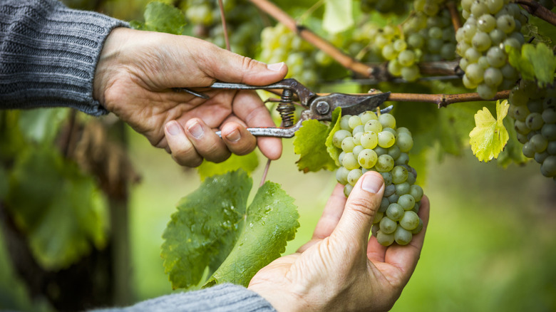 hands cutting white grapes off the vine