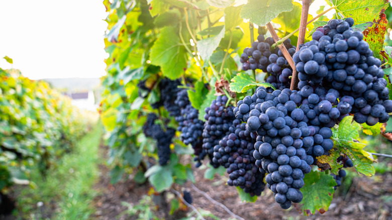 purple grapes growing on the vine