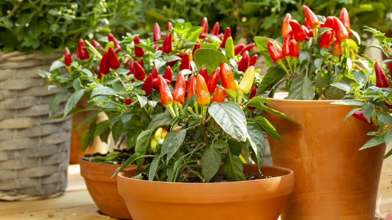 Red and orange ornamental peppers in pots