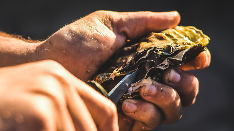 Oyster shucking closeup