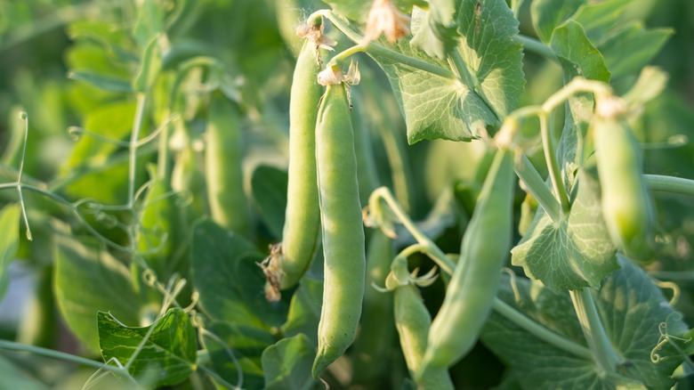 plant full of pea pods