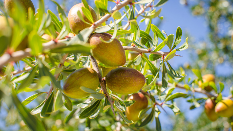 Argan fruit 