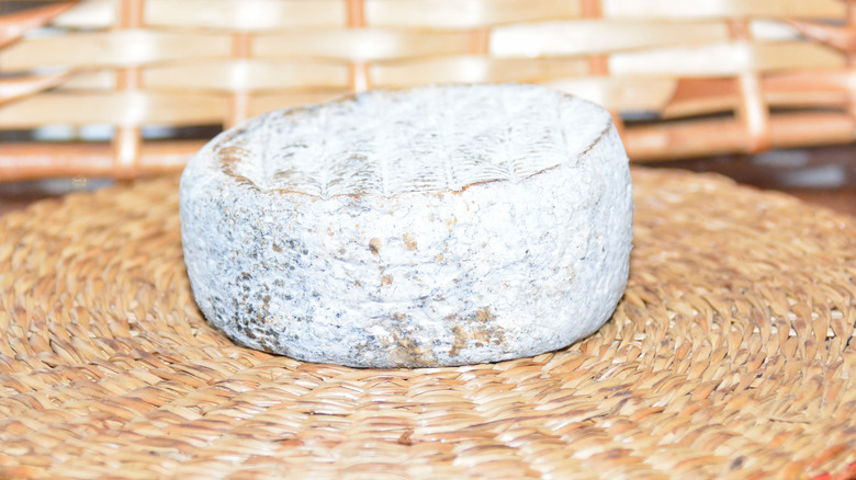 Wheel of ash-ripened cheese