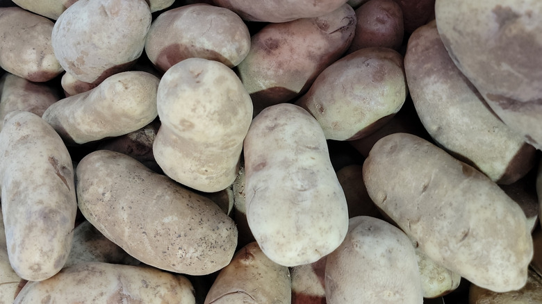 raw russet potatoes straight from the farm