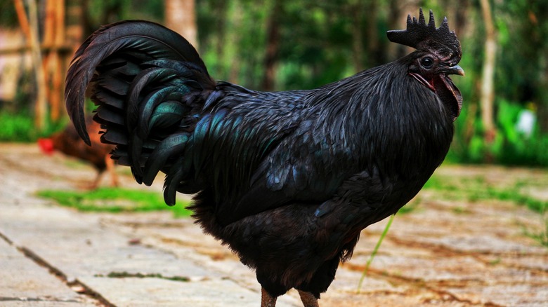 Ayam Cemani chicken outside