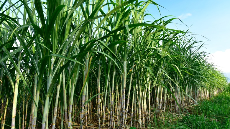 Sugar cane field