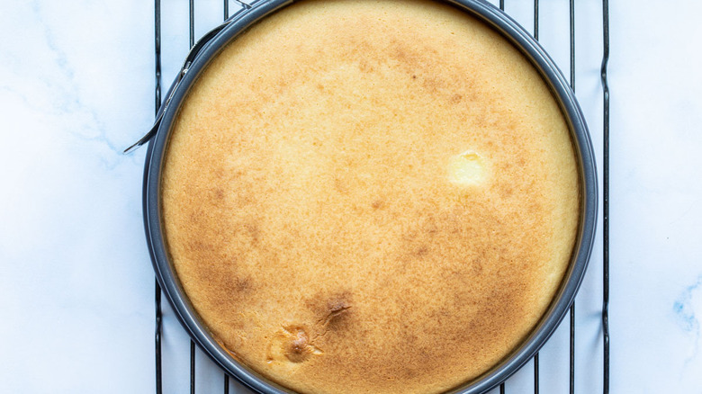 browned ricotta cheesecake in pan