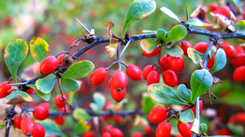 Barberry bush