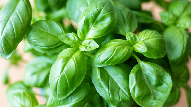 whole basil leaves