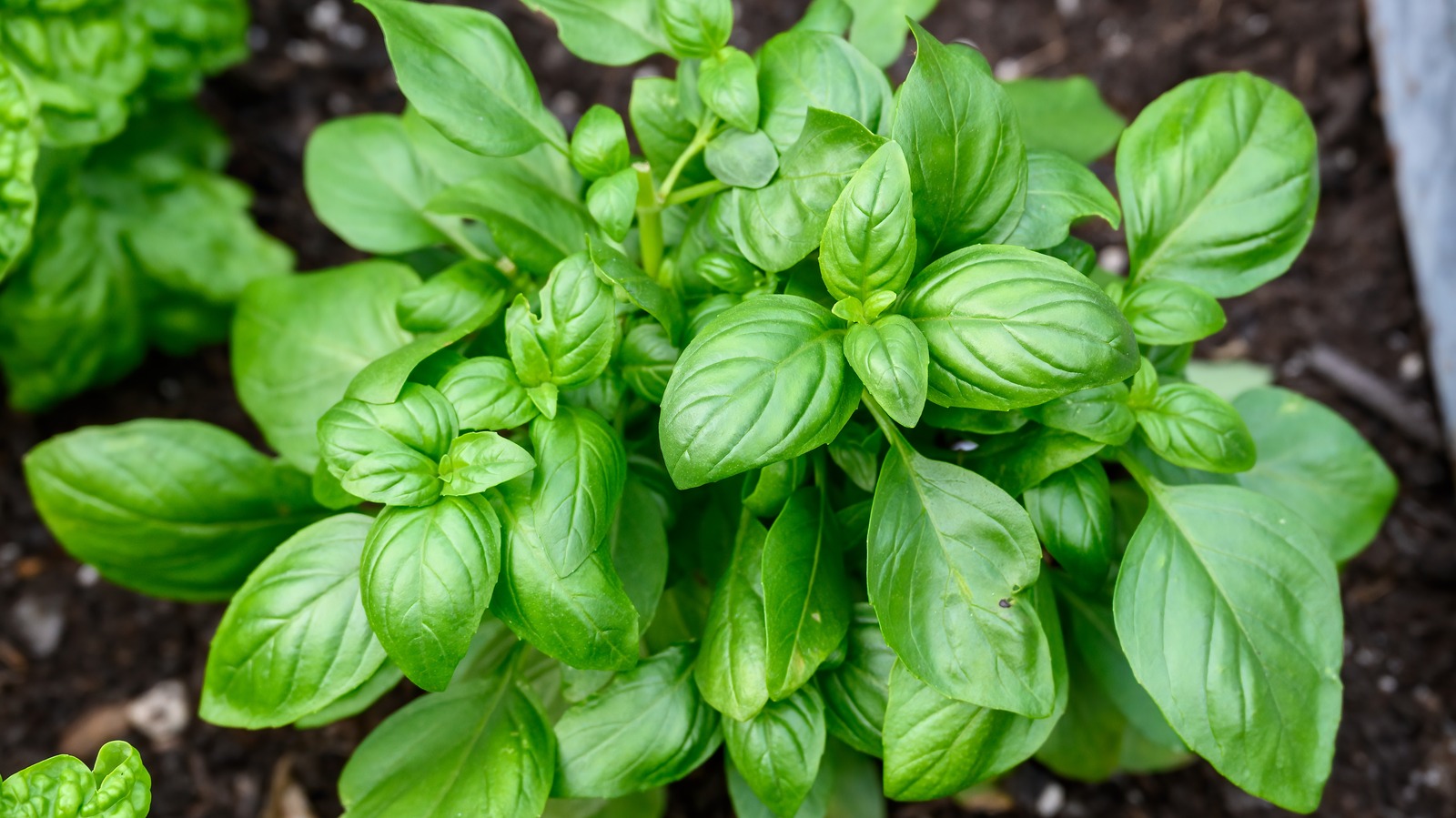 Basil Should Always Be Hand Torn For The Best Flavor. Here s Why