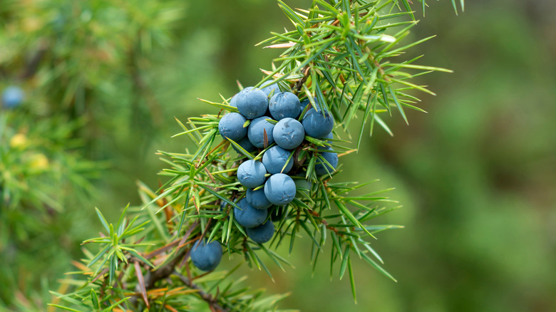 Juniper berries